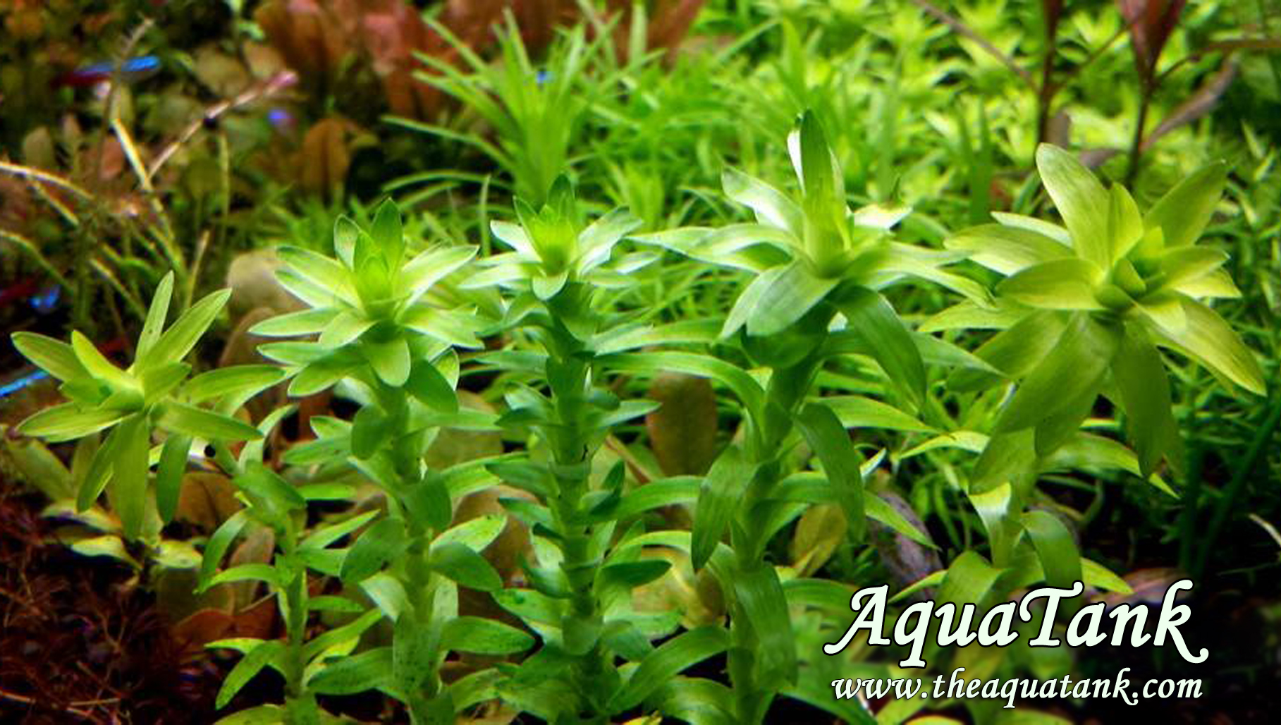 Tonina　ホシクサspペドラ　ボリスタ　2002 Tonina sp. (5 varieties) aquarium plant | AquaTank Rare Aquarium